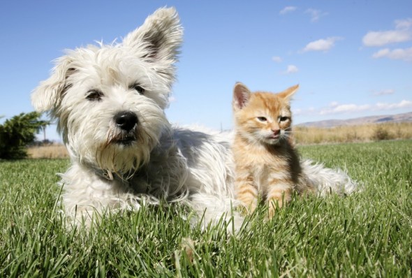 Dog-Cat-1024x691