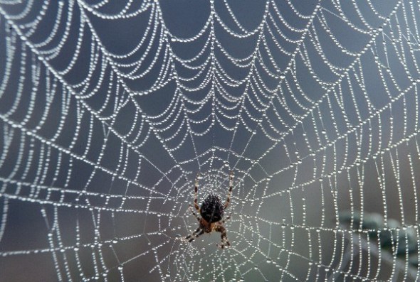 spider-web-with-dew