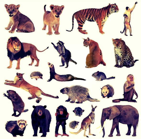 animales