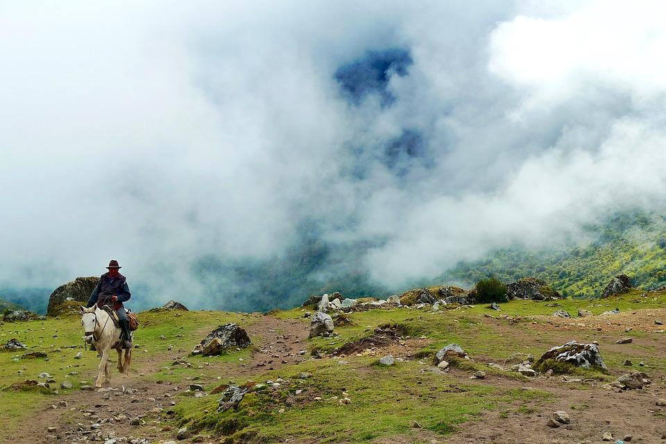 horse-802043_960_720