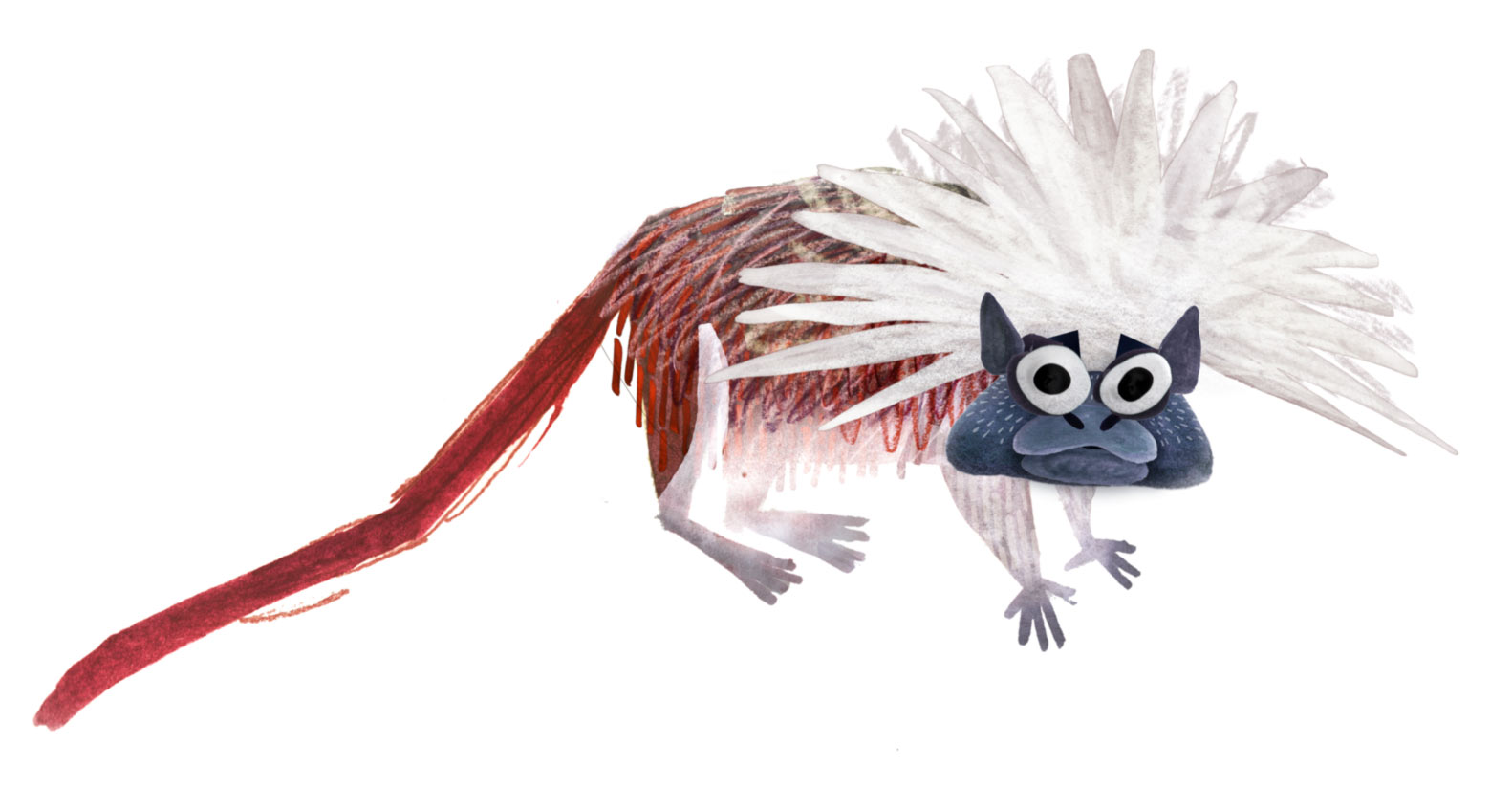 Cotton-Topped_tamarin_brendan_wenzel