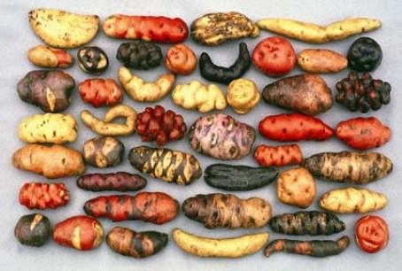 ingredientes-ancestrales-de-la-cocina-peruana