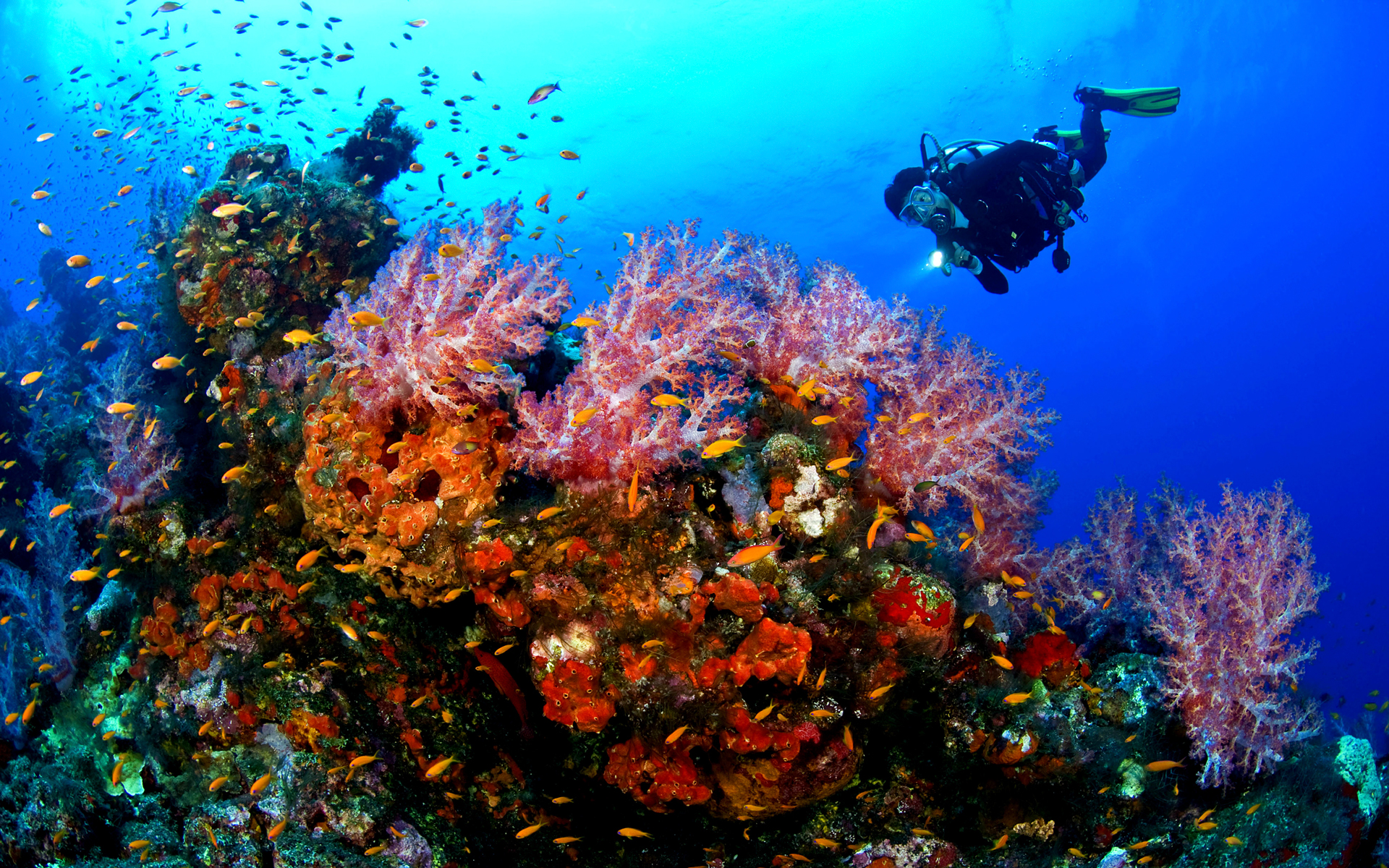 scuba-diving-sabah