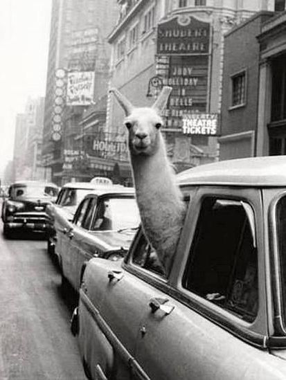 69f55853de02bfc0b6961a184851d57c