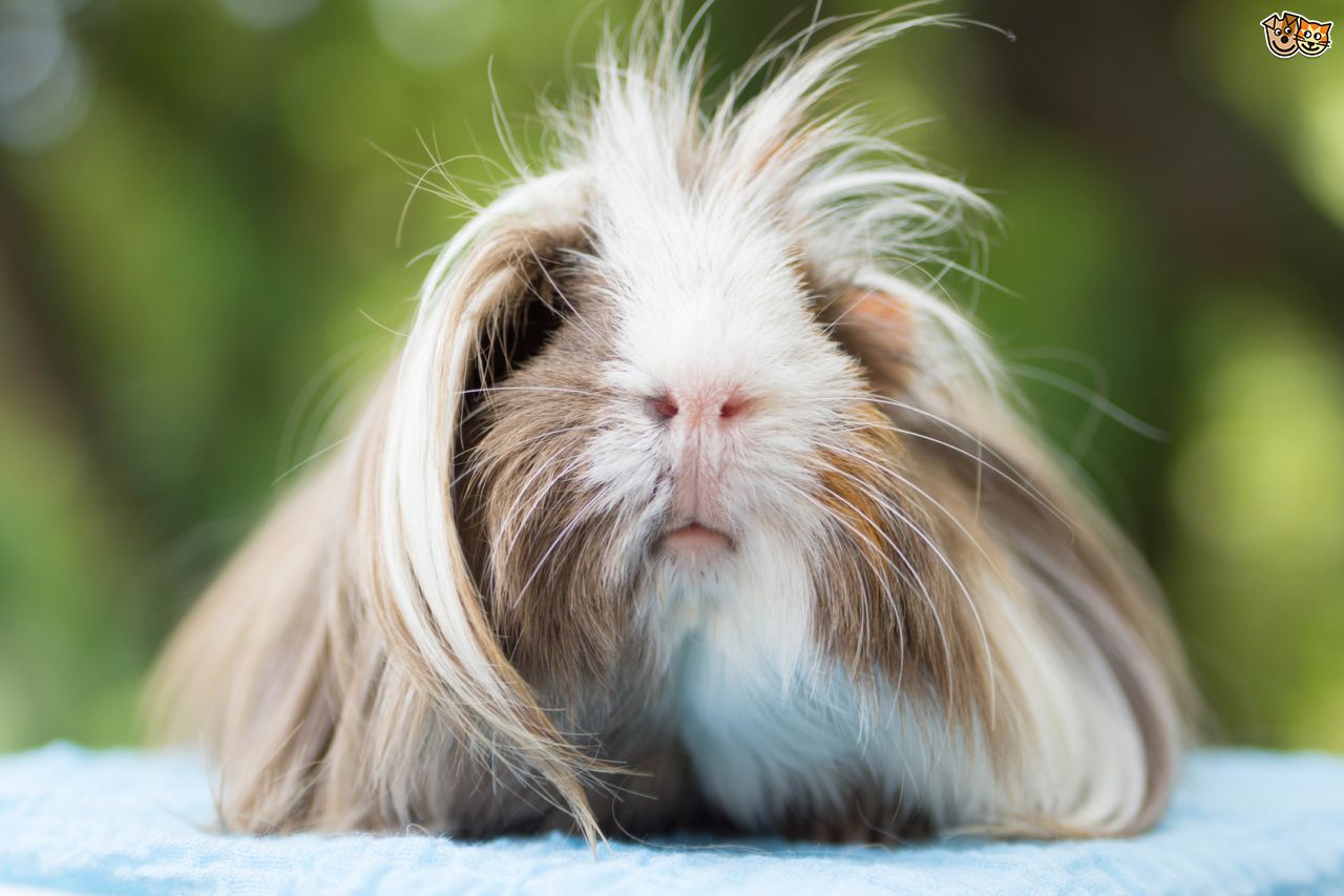 a-short-guide-to-the-peruvian-guinea-pig-54ae8bcad6145