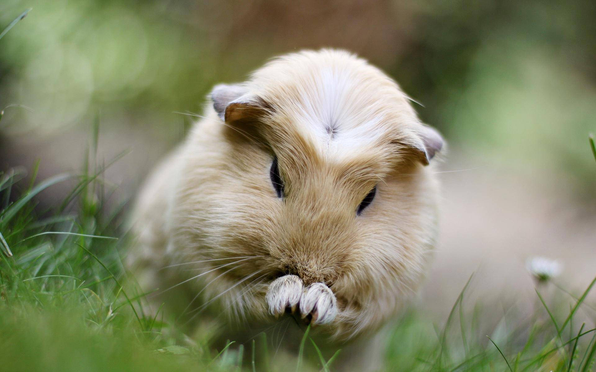 Guinea-Pig-Wallpaper-1