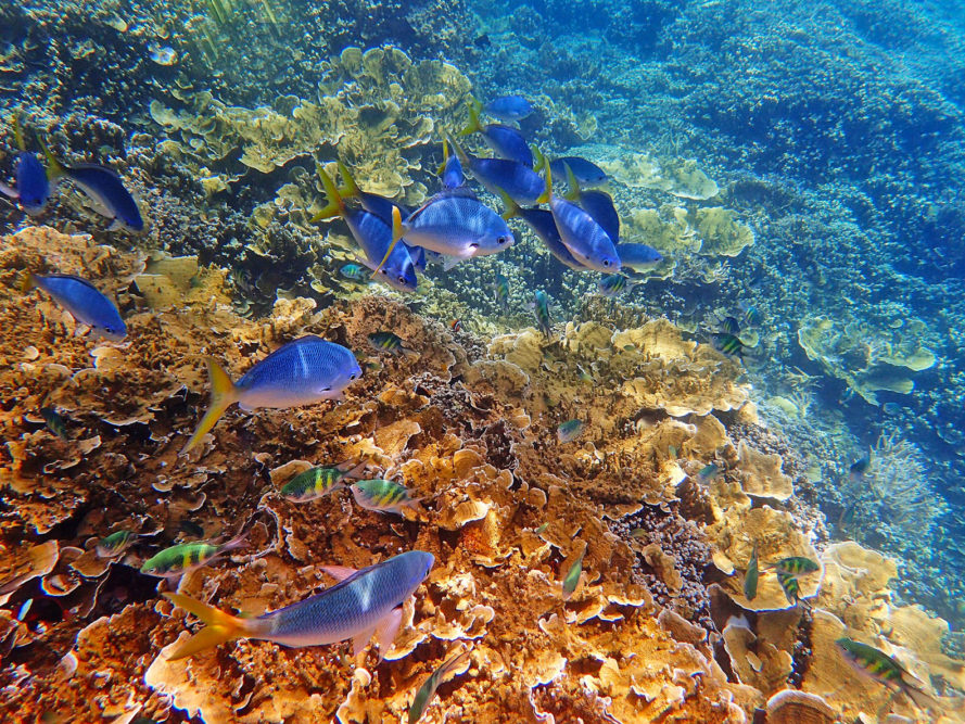 Great-Barrier-Reef-worth-889x667