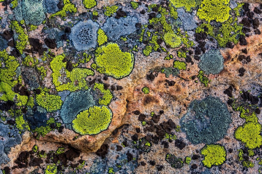 Descripción de imágenes-&nbsp;matrices