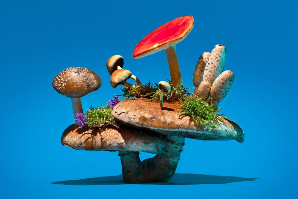 El maravilloso reino&nbsp;fungi